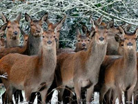 � ������ �������� ����� �����������