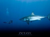 �� ���������� ZooTV ��������� �������� ������ ������